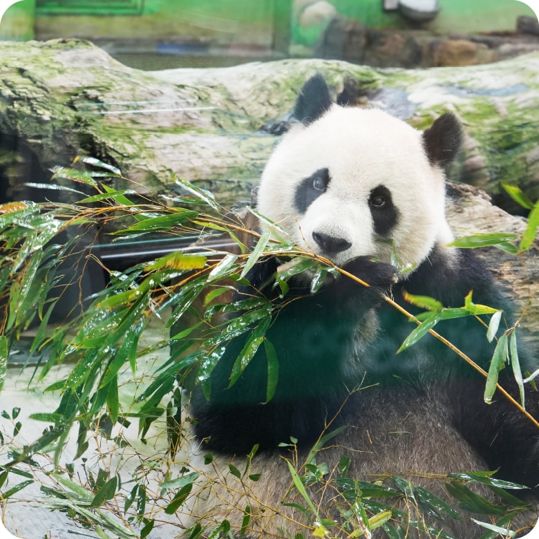 台北市立動物園