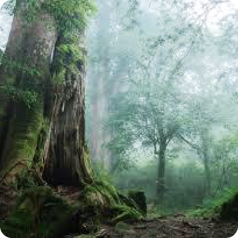 阿里山